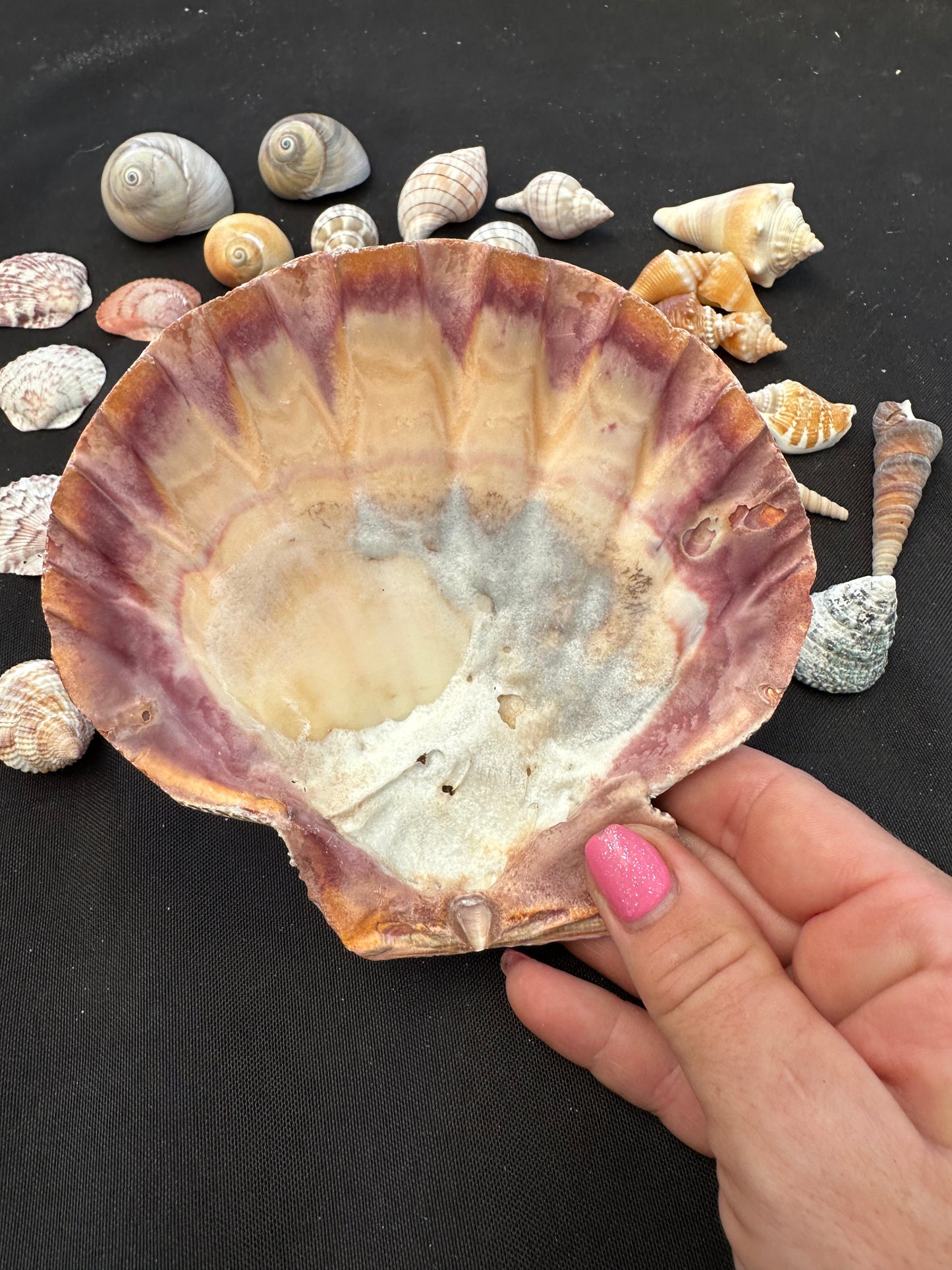 #187 Mixed seashell pack