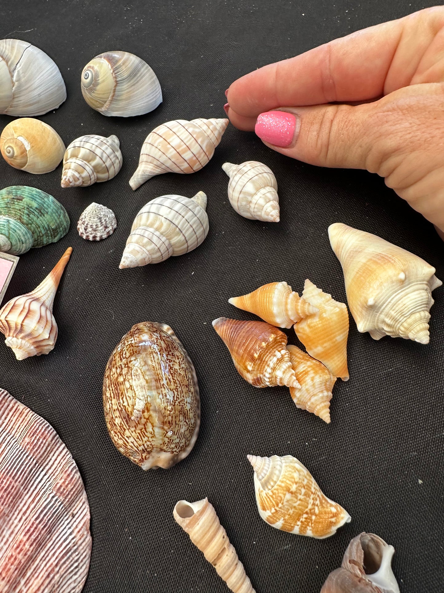 #187 Mixed seashell pack