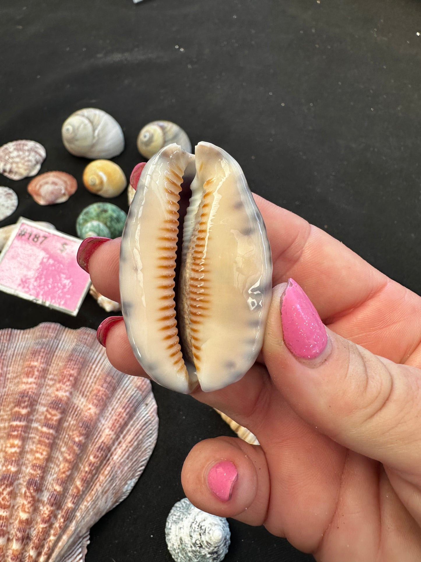 #187 Mixed seashell pack