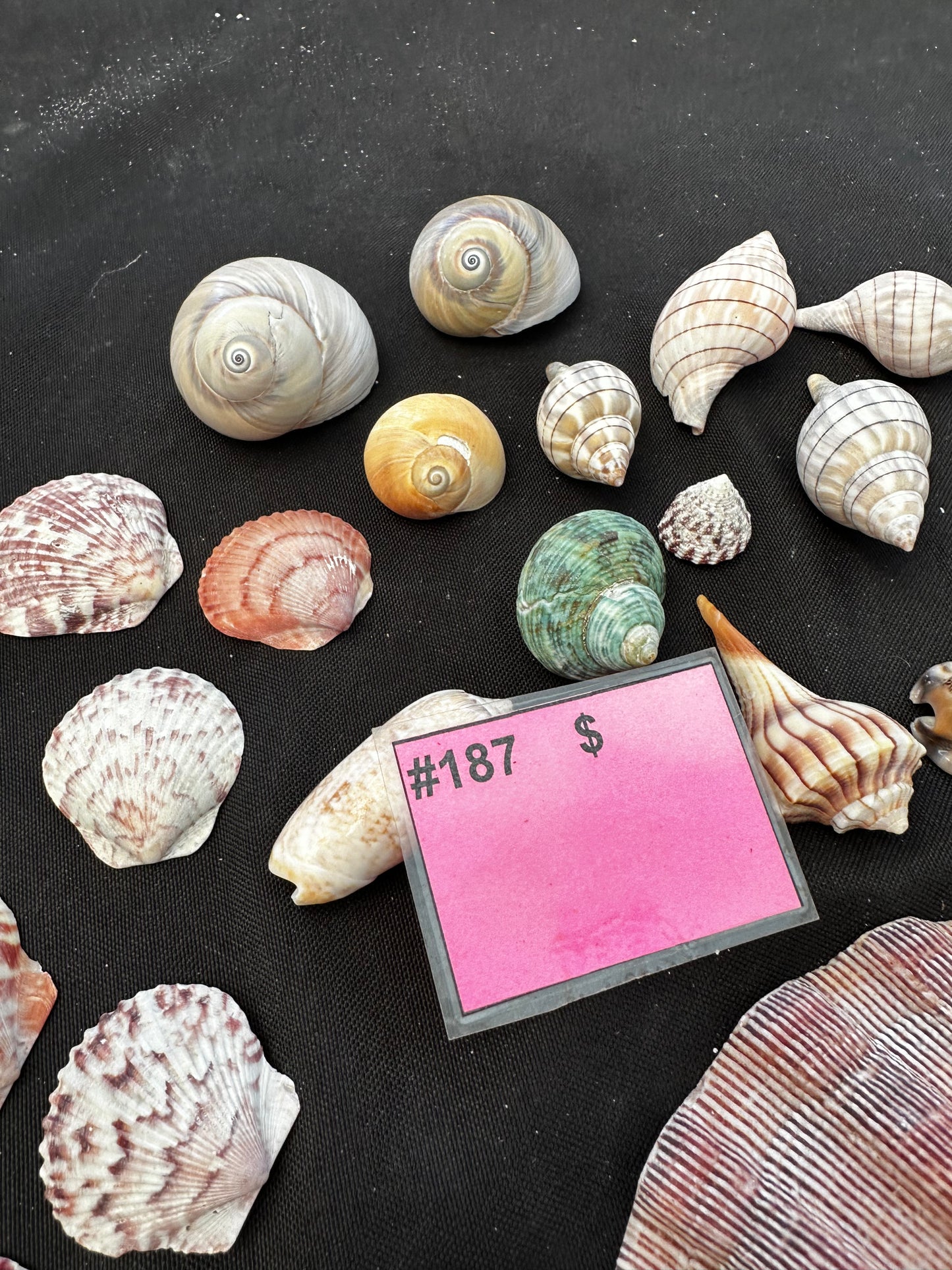 #187 Mixed seashell pack