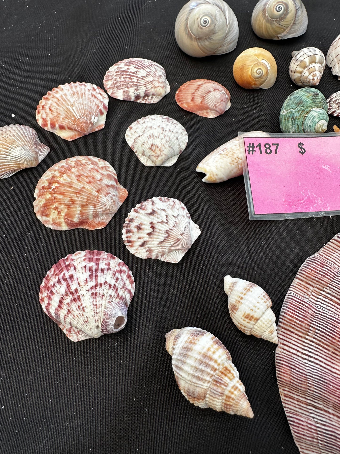 #187 Mixed seashell pack
