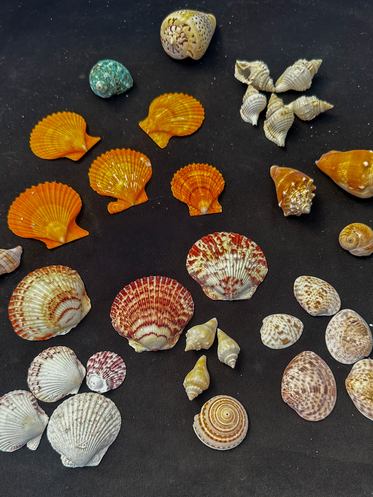 #990 Mixed seashell pack