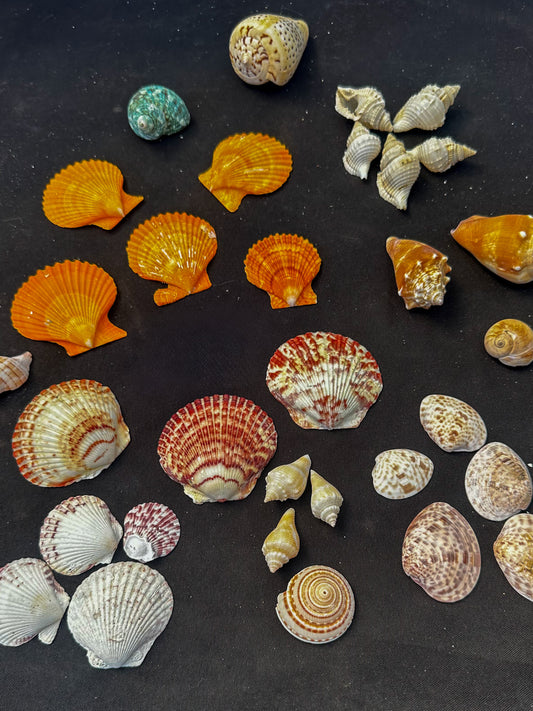 #990 Mixed seashell pack