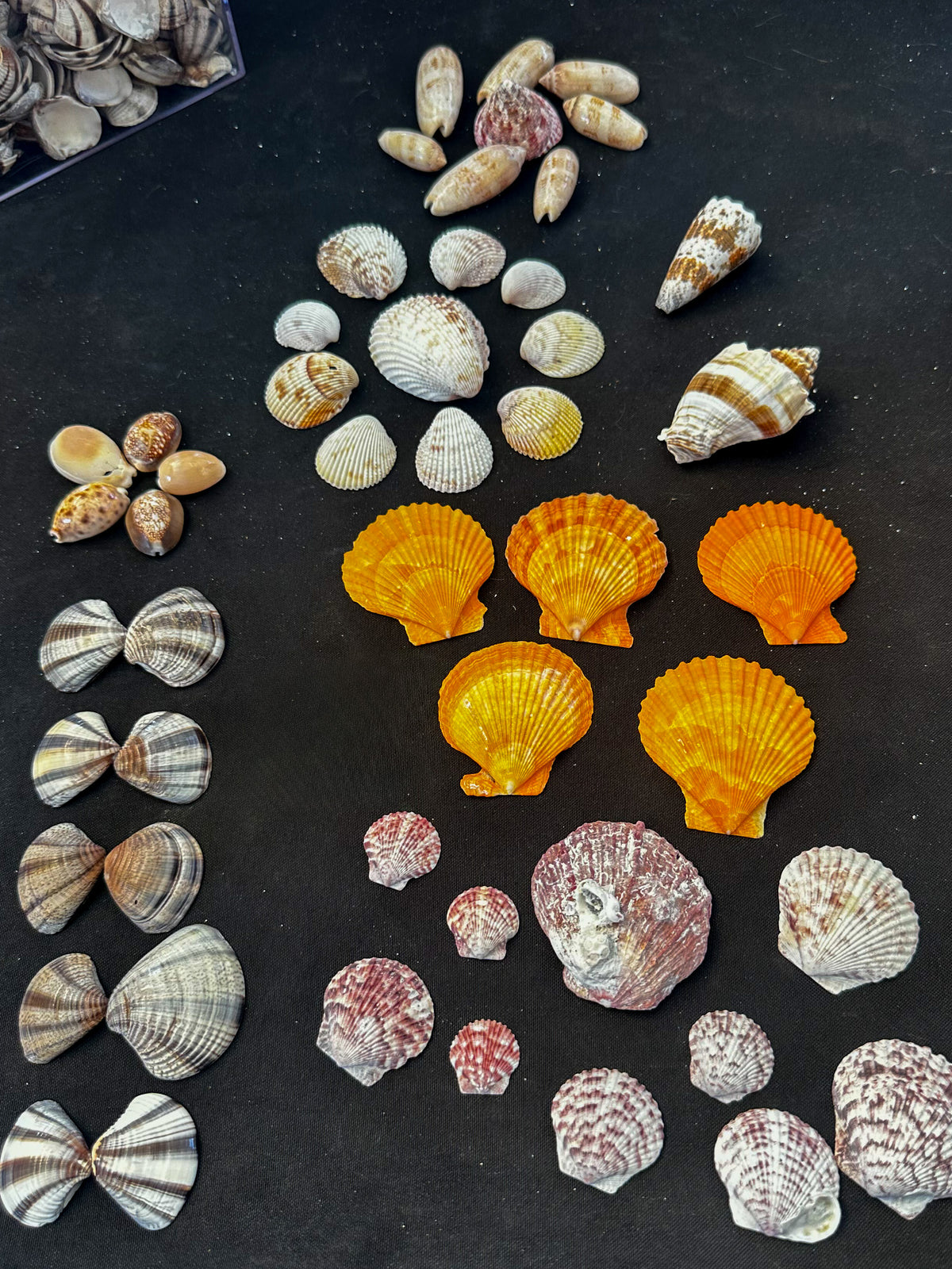 #211 Shell Mix Pack