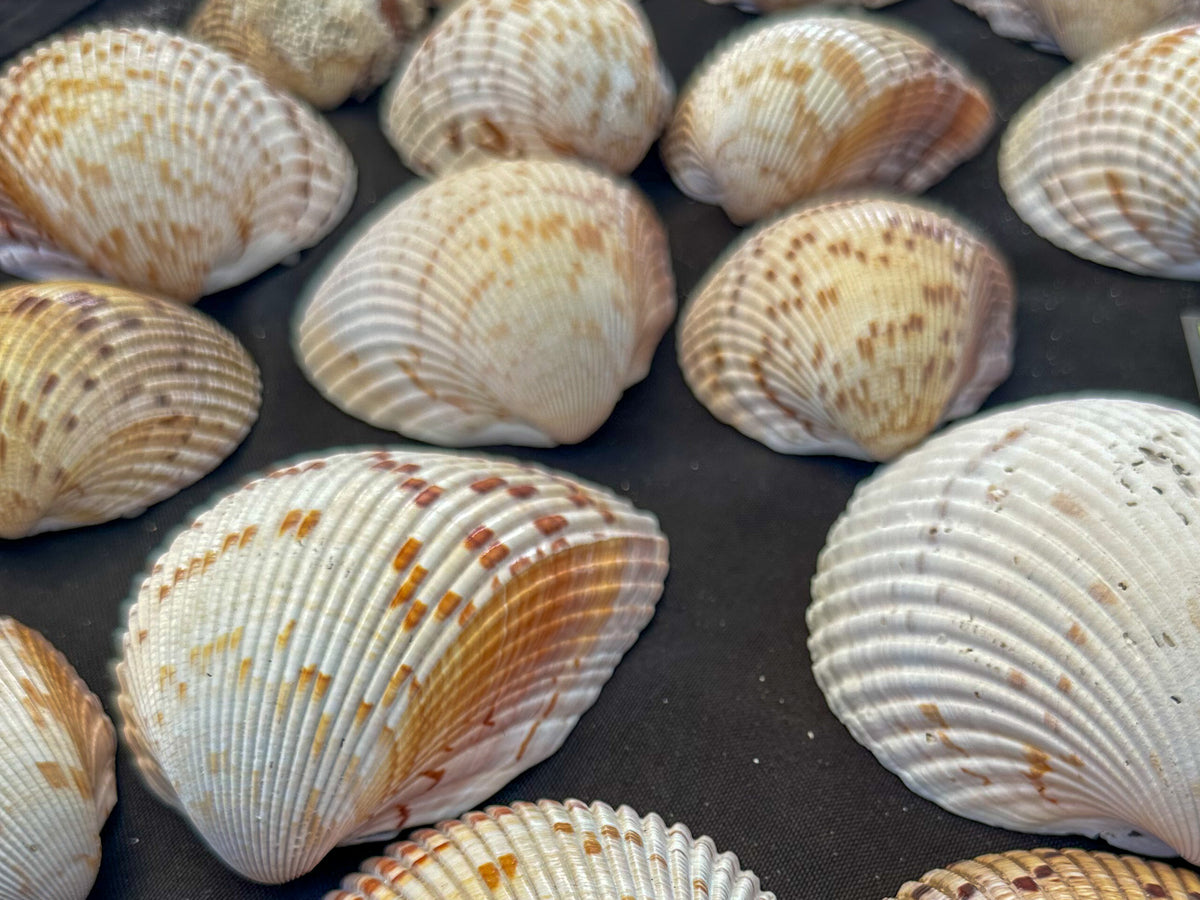 #628 Large Cockle Shells - Set of 17