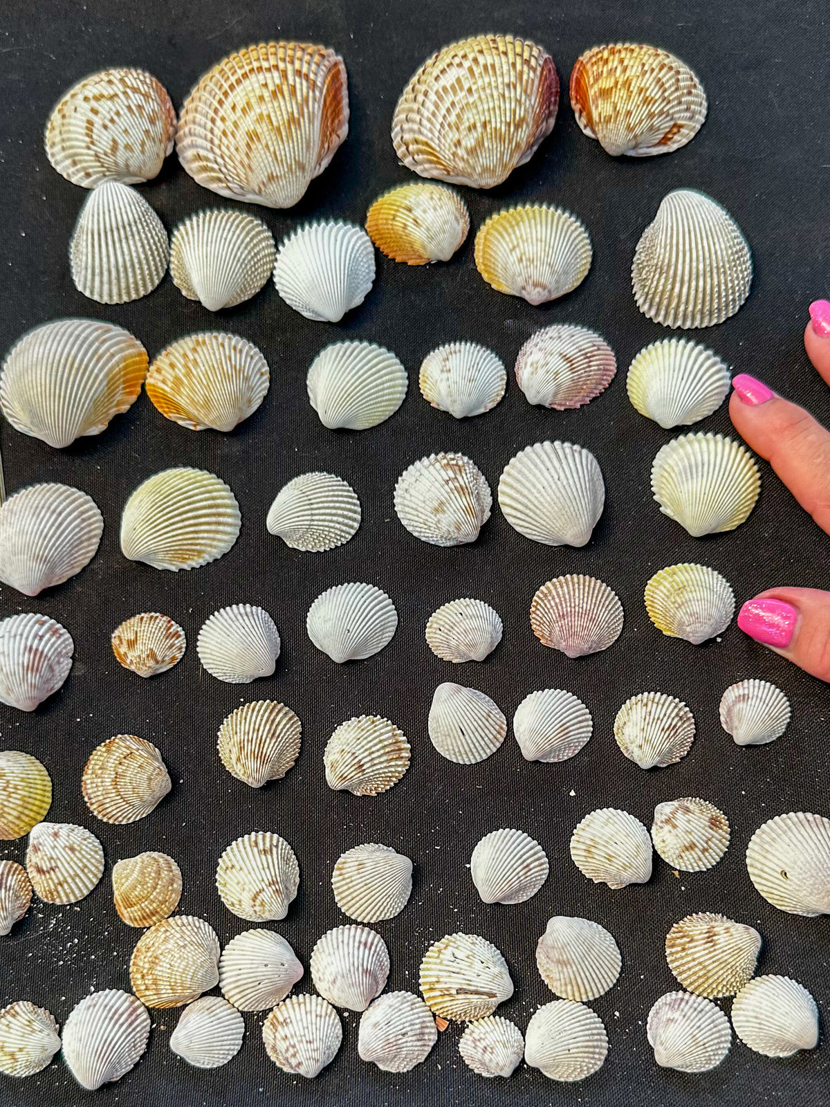 #13 Prickly Cockles pack