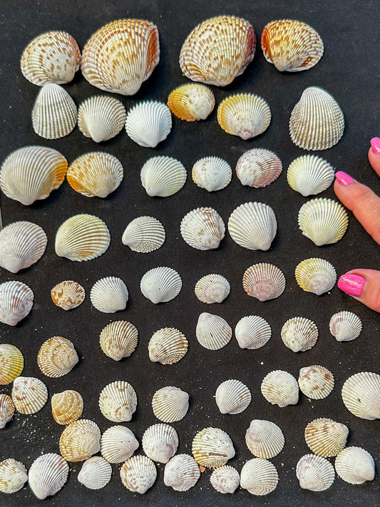 #13 Prickly Cockles pack