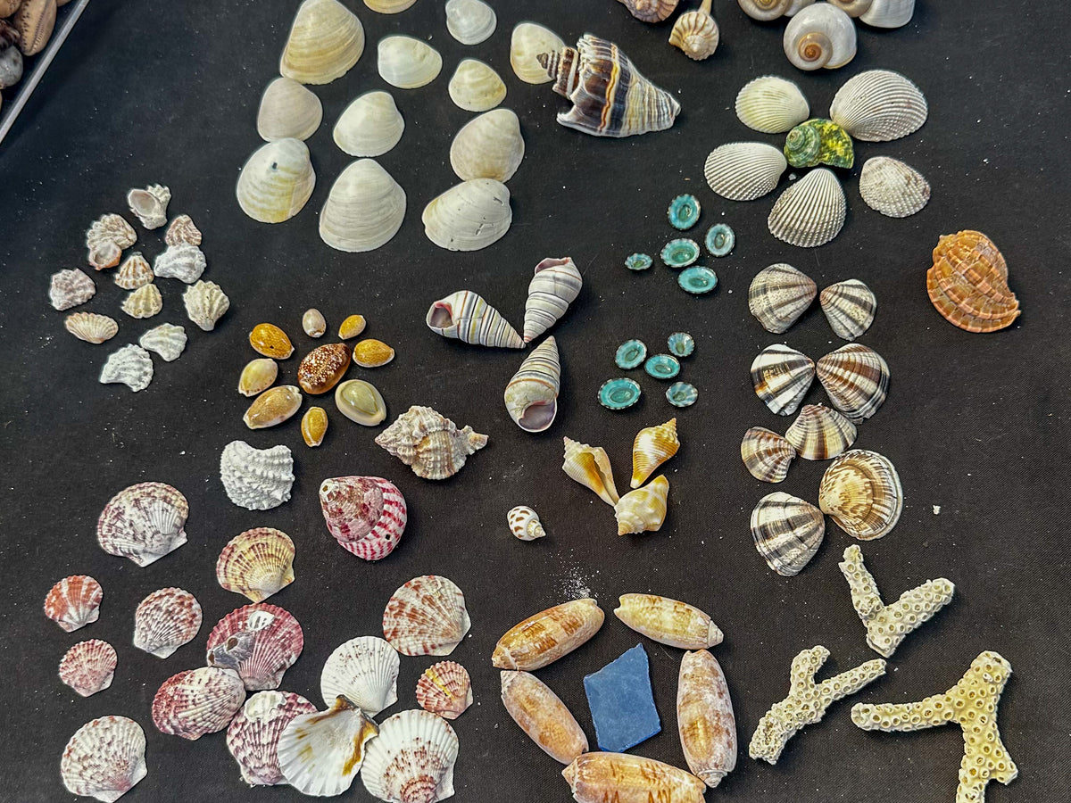 #602 Mixed shell pack