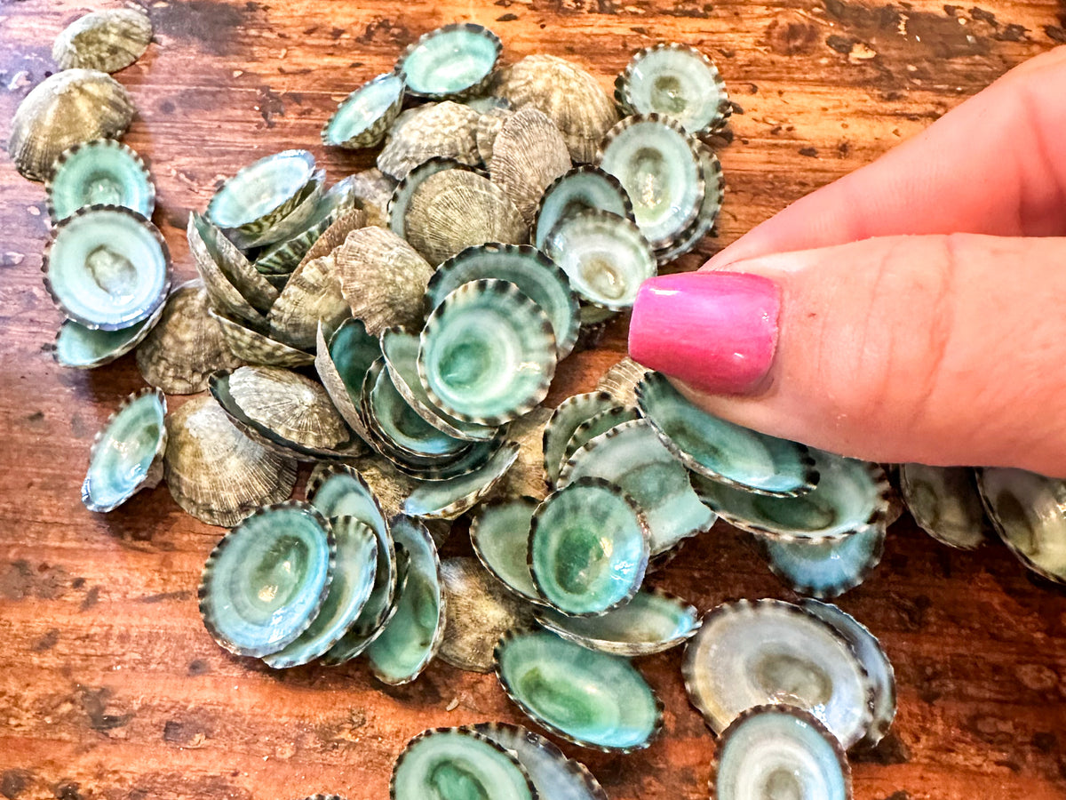 Green/turquoise limpets - Set of 25
