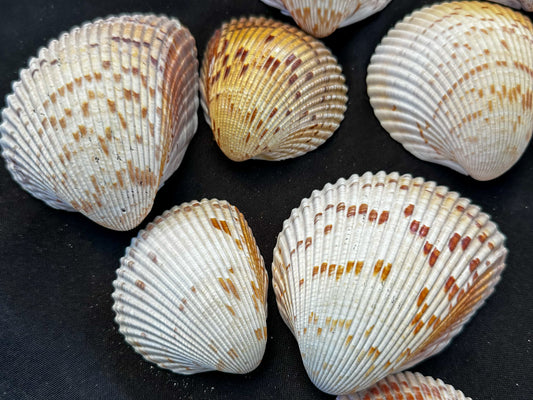 #628 Large Cockle Shells - Set of 17