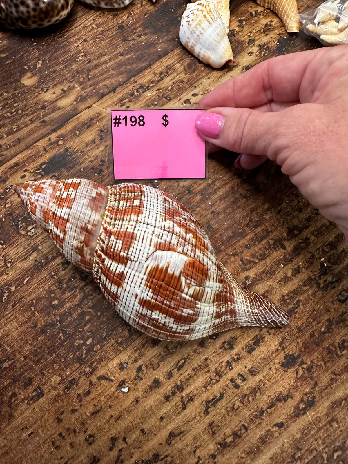 #198 True Tulip