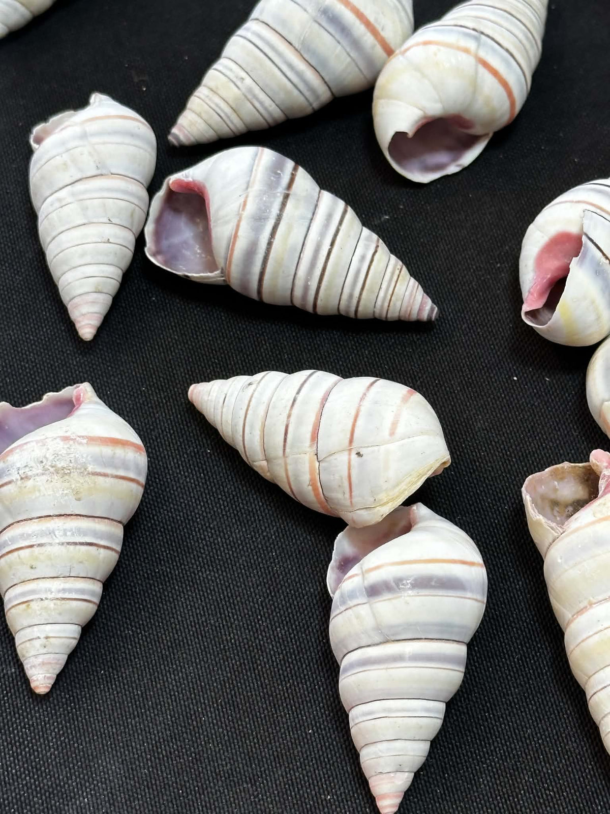 Colorful tree snails - set of 15