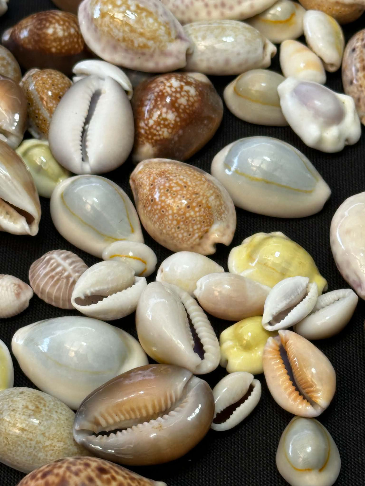 Mixed Cowries Pack