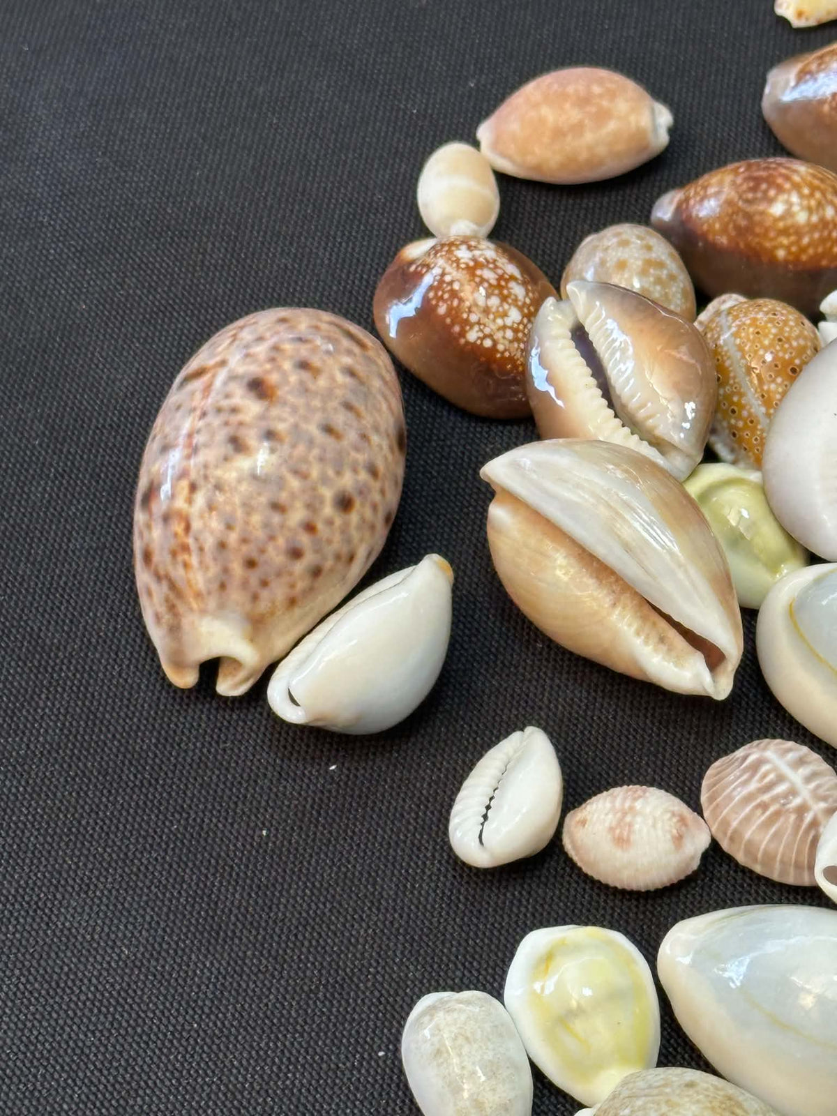 Mixed Cowries Pack