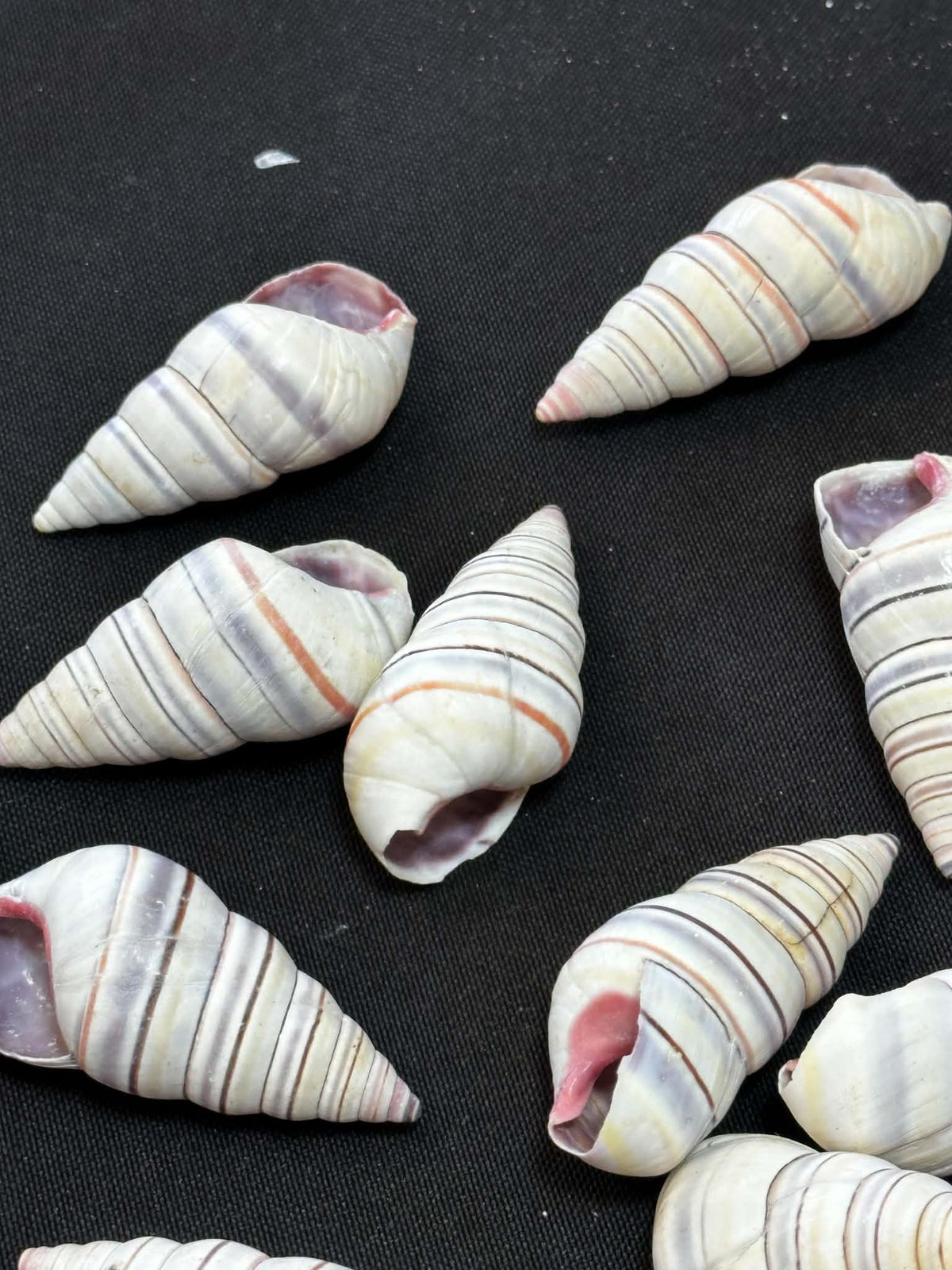 Colorful tree snails - set of 15