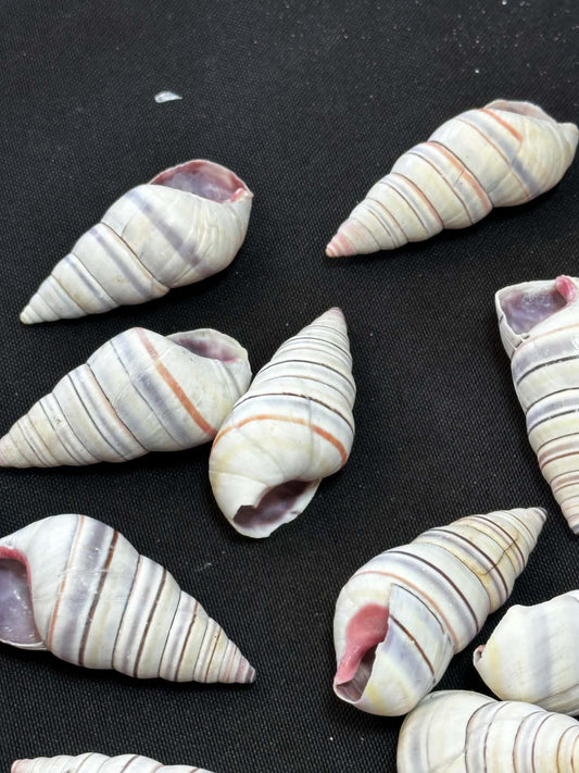 Colorful tree snails - set of 15