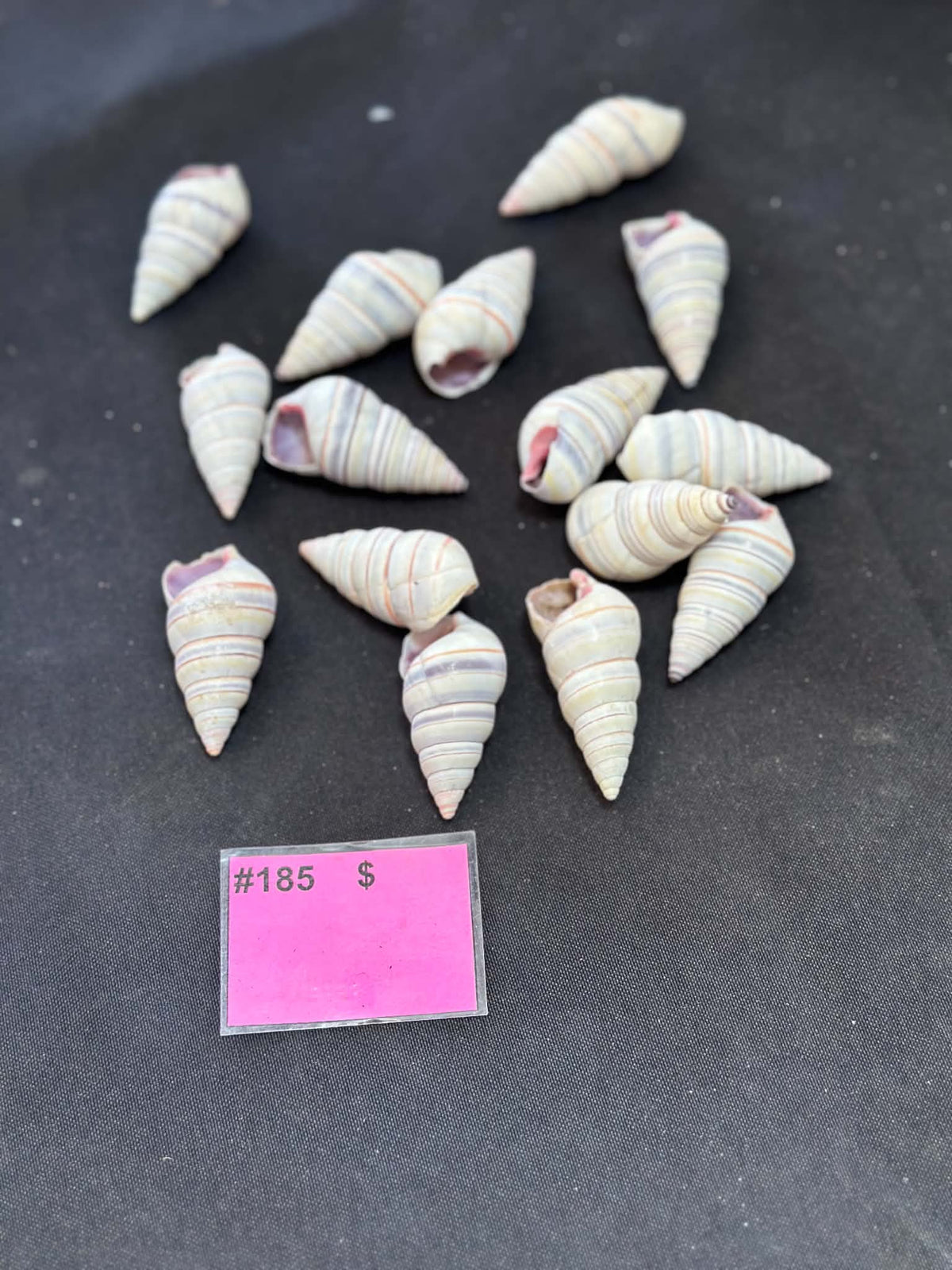 Colorful tree snails - set of 15