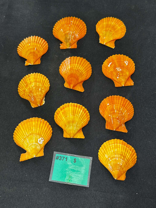 #371 Set of 10 Orange Scallops