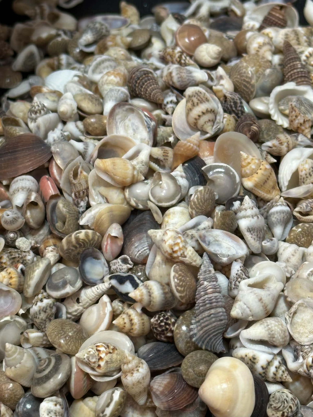 Mini/Pixie Mix