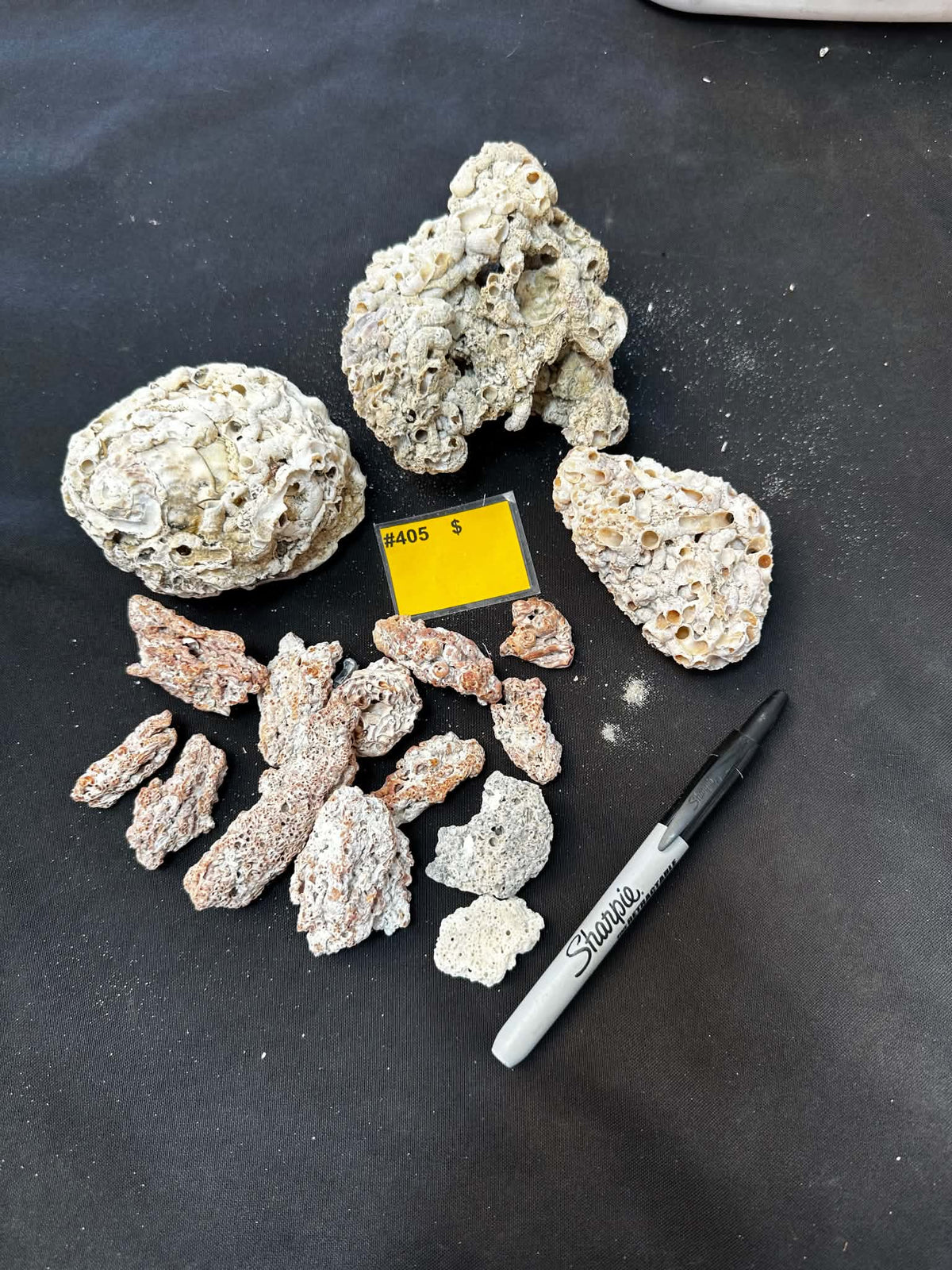 #405 Tubeworm Cluster Pack