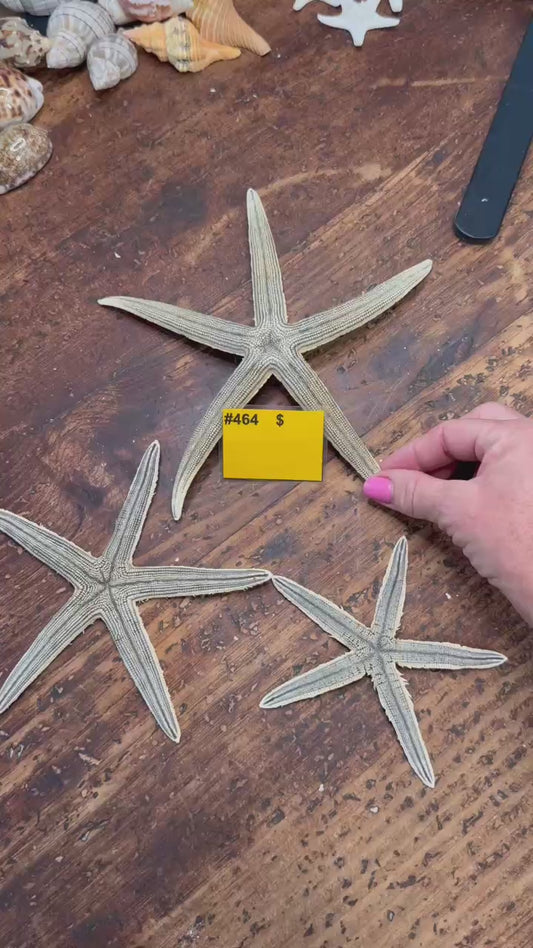 #464 Slender-Armed Starfish, Set of 3