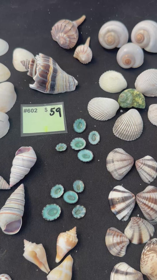 #602 Mixed seashell pack