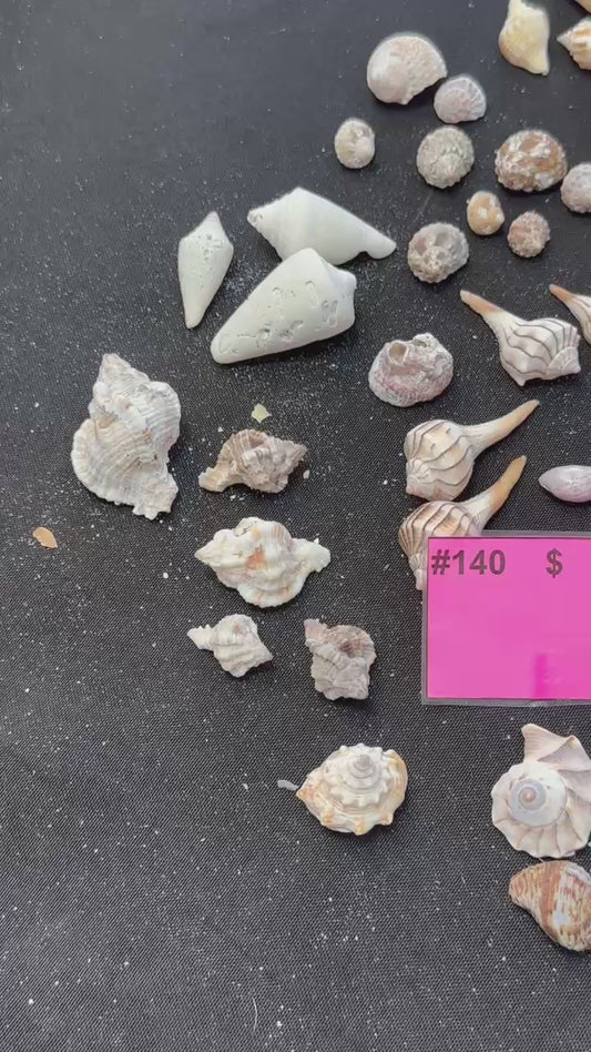 #140 Mixed Seashell Pack