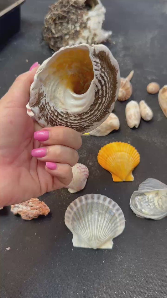 #245 Seashell Mixed Pack