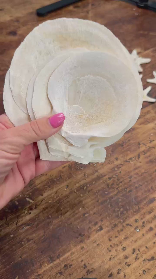 Flat Clams - Set of 5